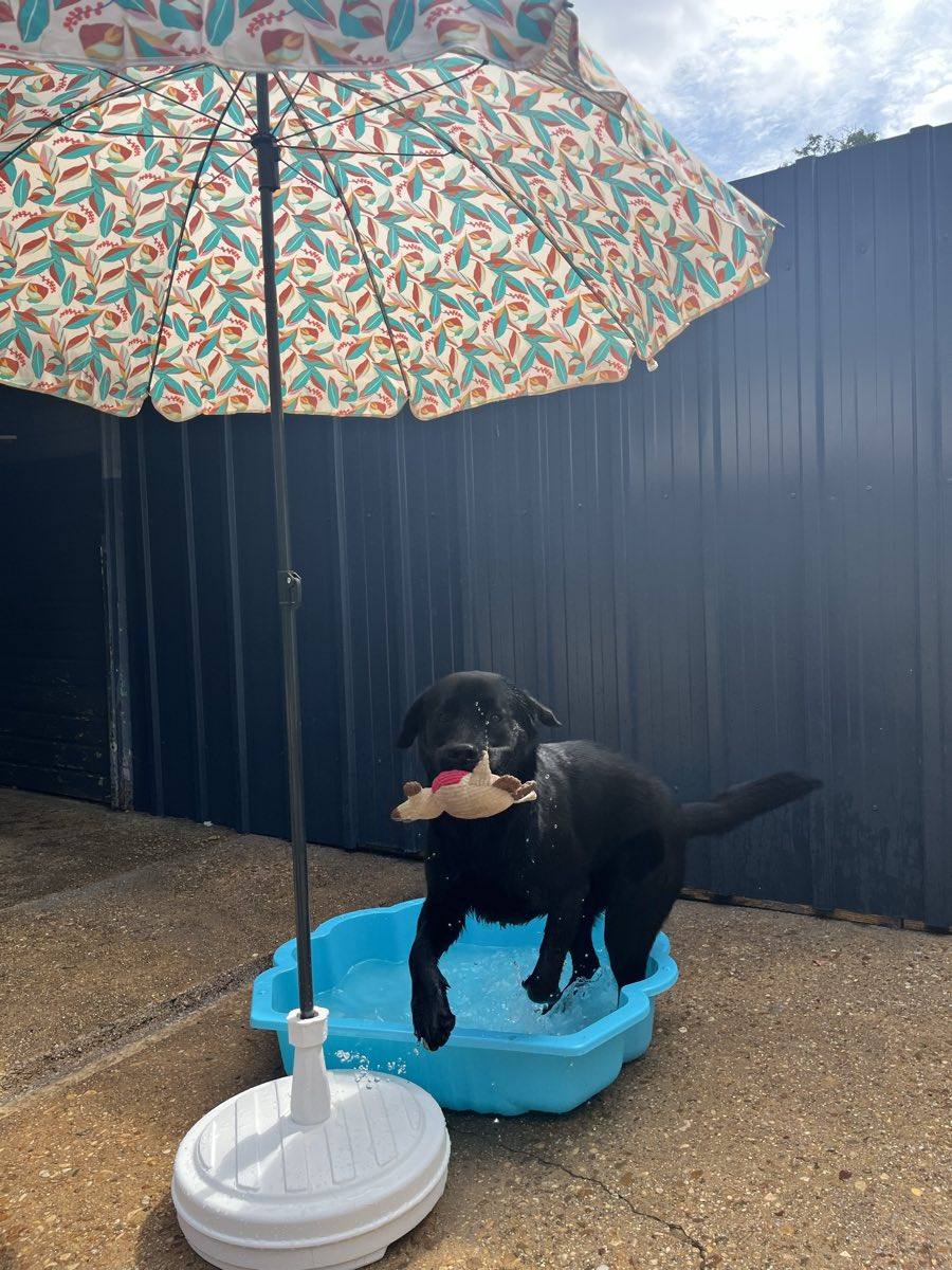 Chien se rafraîchissant dans une pataugeoire à l'ombre du parasol devant son box extérieur, pension La Grande Chauffetière